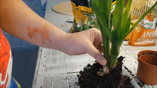 Пересадка БРОМЕЛИИ // Отделяю деток от Гузмании // ГУСМАНИЯ - УХОД ПОЛИВ ПЕРЕСАДКА //