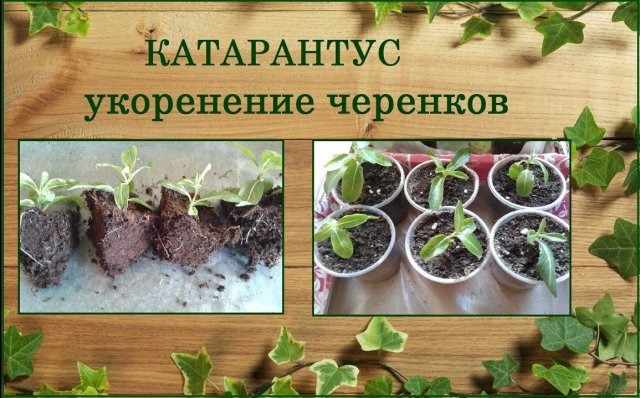 Катарантус черенкование, два способа укоренения черенков