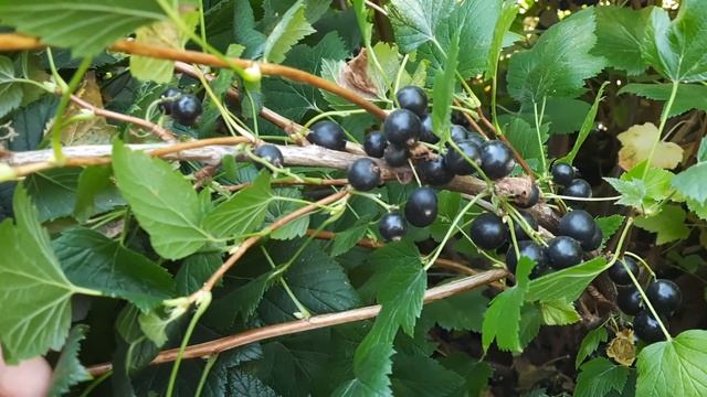 Сорт черной смородины"Юбилейная Копаня"