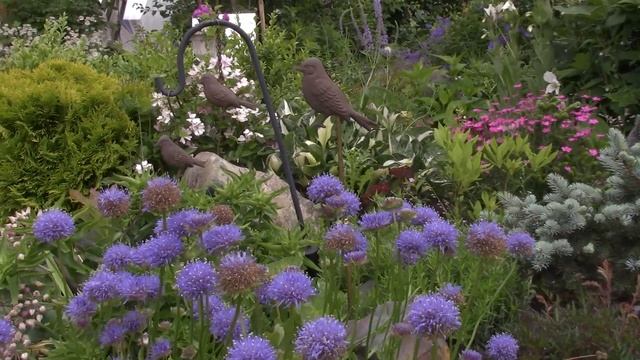 Альпийско-карельская скалка.Мини хосты ,очаровательный букашник и другие малыши.