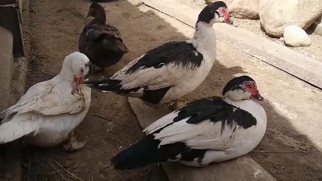 СРОКИ ХРАНЕНИЯ ИНДОУТИНОГО ЯЙЦА//МУСКУСНЫЕ УТКИ//