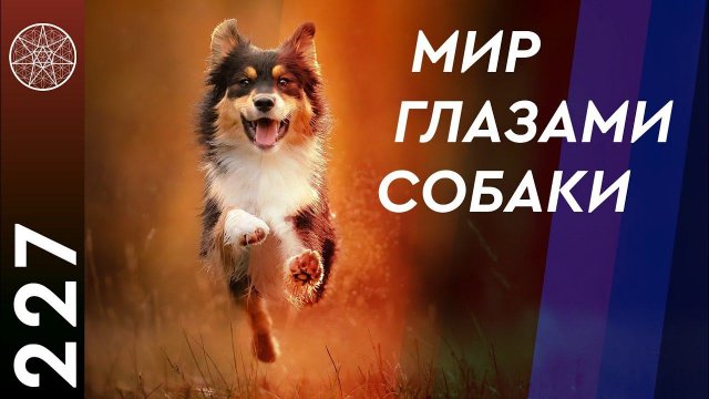 #227 Вопросы кинологии. Как защититься от нападения собак? Кармические последствия убийства животных