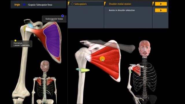 Анатомия. Подлопаточной мышцы. Функции, начало, крепление