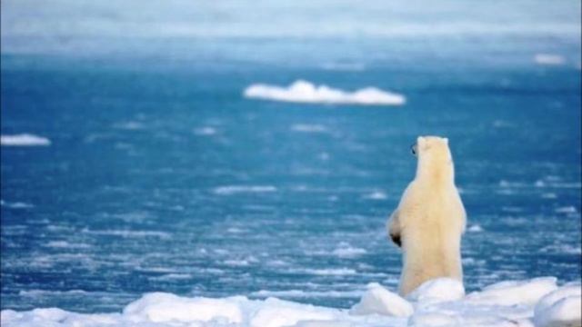 Ученые скрывали, что случилось этим летом в Арктике.