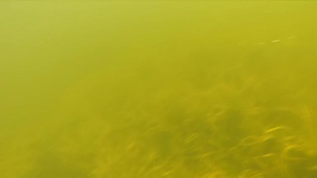 Красивейшее озеро Белогуль. Подводная съемка. Пушкинские Горы, Псковская область