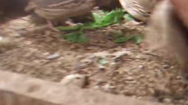 перепела почему я содержу перепелов на подстилке