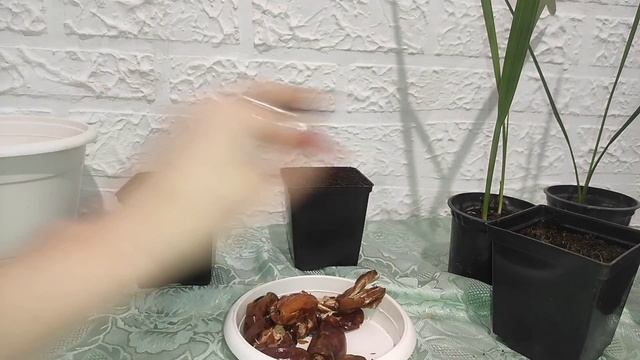 Финиковая пальма из косточки. Уход за финиковой пальмой в домашних условиях. Неприхотливый сад