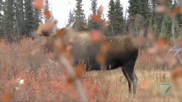 В России разрешили охоту с луком. Охота на лося