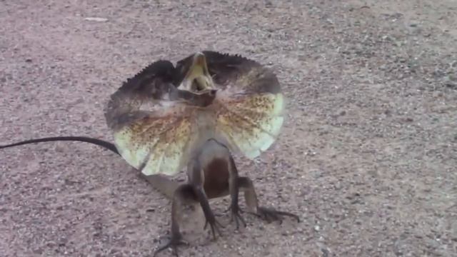 ПЛАЩЕНОСНАЯ ЯЩЕРИЦА - Фантастическая бегунья