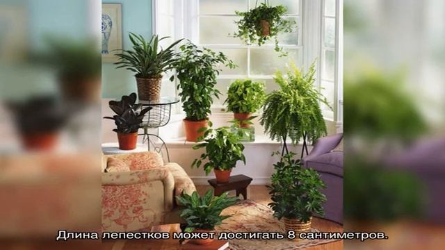 Вьющиеся комнатные растения в интерьере: уход и расположение (28 фото)