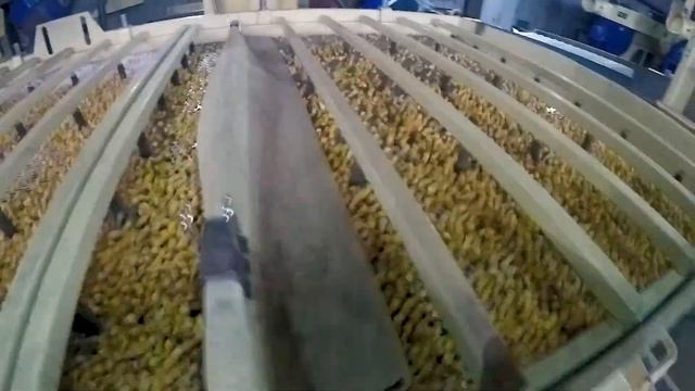Разделения семян кукурузы на плоские и круглые/Separating corn seeds into flat and round
