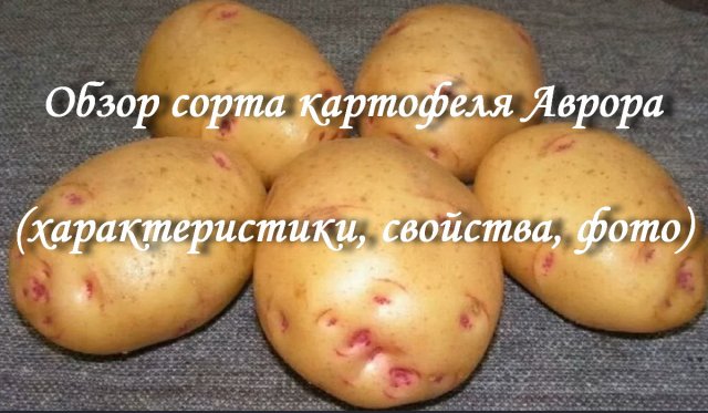 Обзор сорта картофеля Аврора