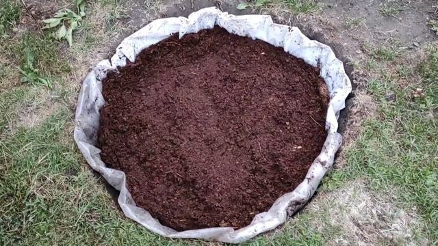 Посадка голубики. Самый правильный Грунт для голубики.