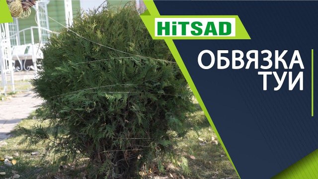 Шаровидные туи уход осенью  Обвязка Туи на зиму