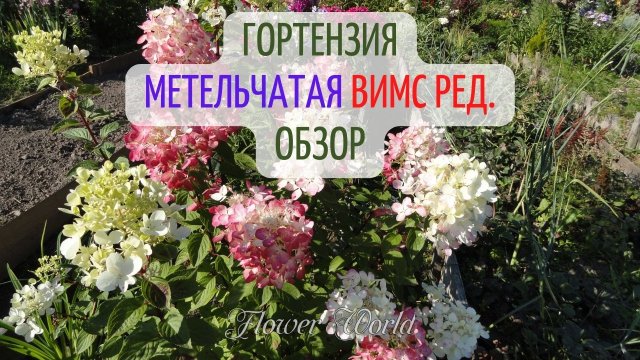 Гортензия метельчатая Вимс Ред. Обзор.?