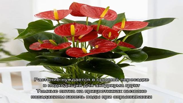Мужское счастье цветок: уход в домашних, чтобы цвел. Приметы и суеверия о цветке Мужское счастье