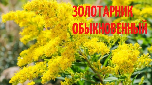 Золотарник обыкновенный. Яркий симпатичный цветочек.