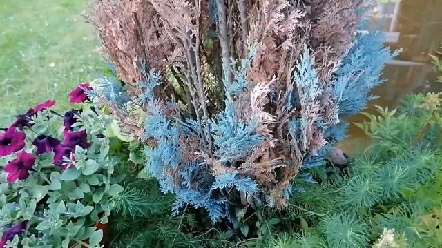 Кипарисовик через два месяца после лечения.