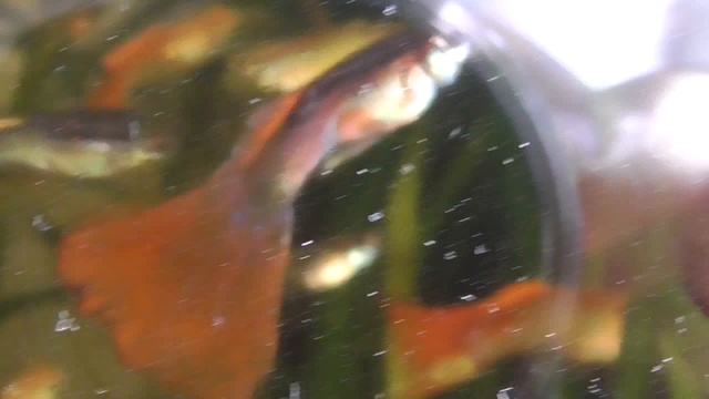 Гуппи плавают в аквариуме