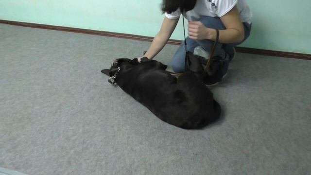 01. Расслабление собак в конце тренировки.