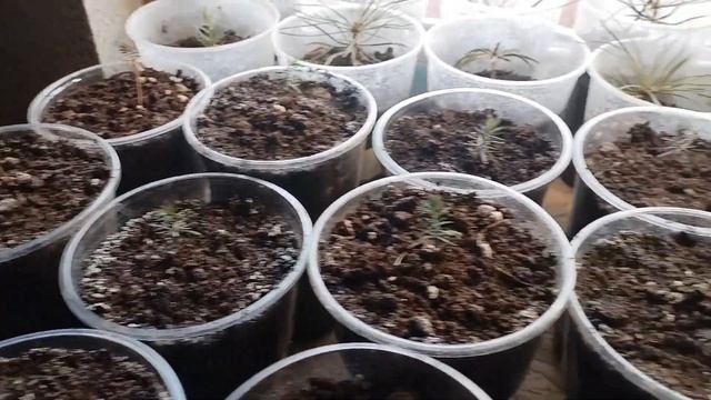 Выращивание можжевельника обыкновенного из семян. Перед первой зимовкой. Этап 3.