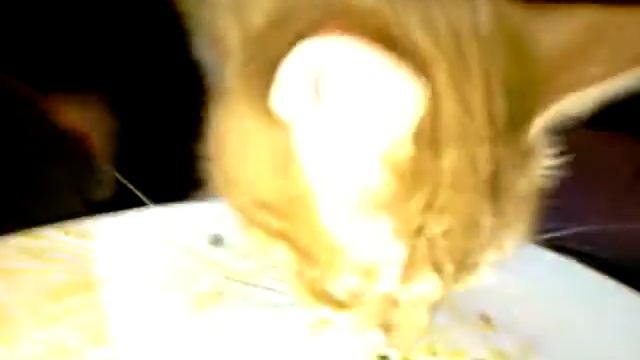 Копия видео наглая рыжая морда ест со стола и не краснеет