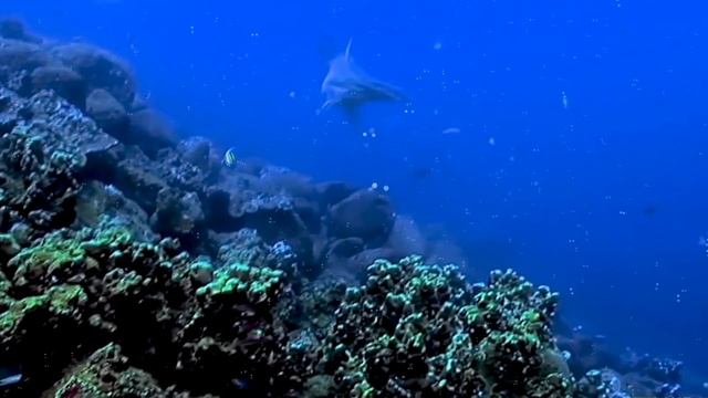 АКУЛА-МОЛОТ - ИНТЕРЕСНЫЕ ФАКТЫ О ЖИВОТНЫХ