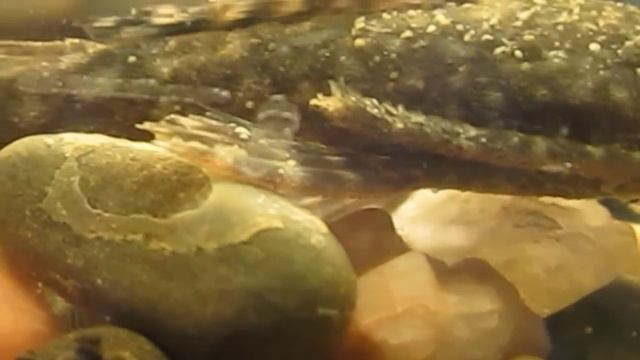 Сом анциструс до и после болезни ихтиофтириозом ("манка").