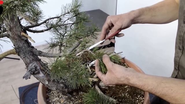 Pinus nigra with Valentin Brose