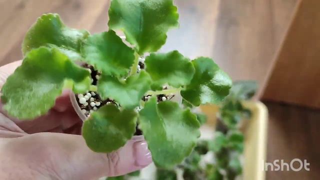 Капиллярный мат для полива фиалок. Готовый и самодельный...