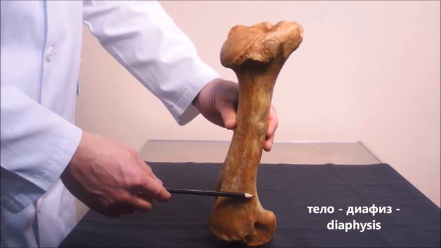 лопатка и плечевая кость домашних животных