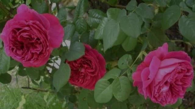 Роза Отелло... Плетистая