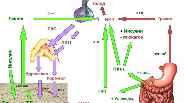 Клиническая Биохимия №7, часть 1.mp4