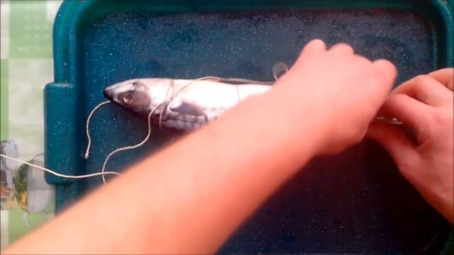 Обвязка рыбы для горячего копчения