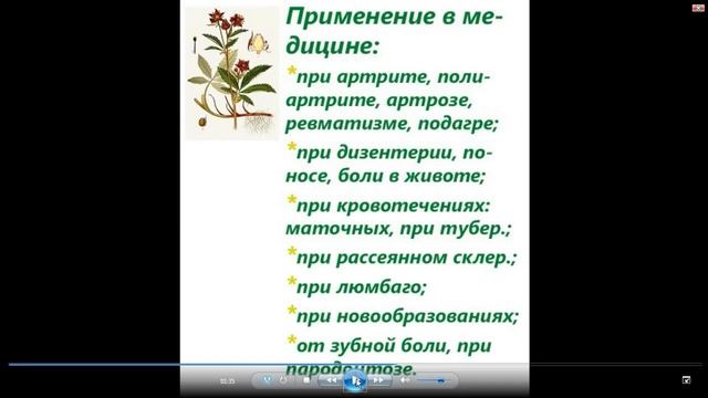 Сабельник болотный полезные свойства и применение