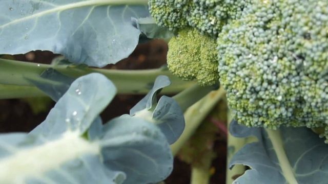 Удачные садово- огородные эксперименты