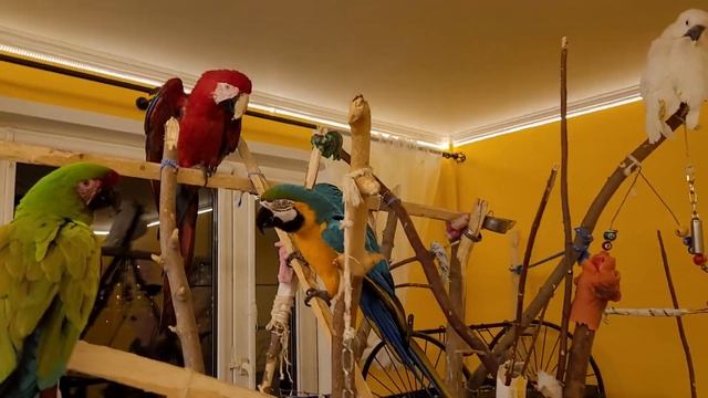 Попугайские будни!) Попугай ара, какаду, Гиацинтовый Ара, смешной попугай, говорящий попугай.