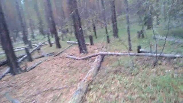 Ловушка на медведя (огород)