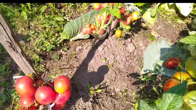 Томаты ГНОМЫ-это чудо.