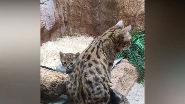 The Black footed Cat | черноногая кошка | NEW funny COMPILATION