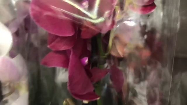 Огромный завоз Орхидей в Леруа Мерлен к 8 Марта!