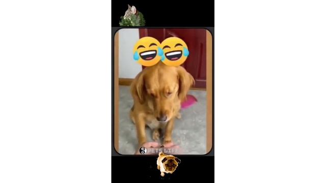 Животные Юмор Смех Приколы