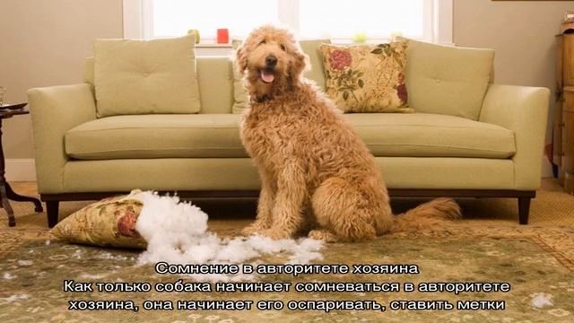 Как отучить собаку метить в квартире: что делать