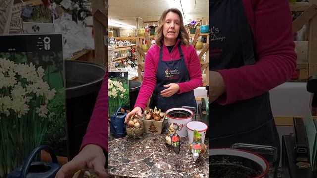 Paper white and Amaryllis bulb care