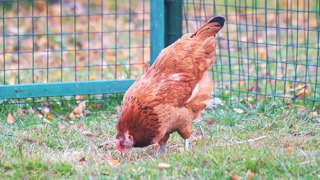 Красота или не только ? Куры породы "синь синь дянь".