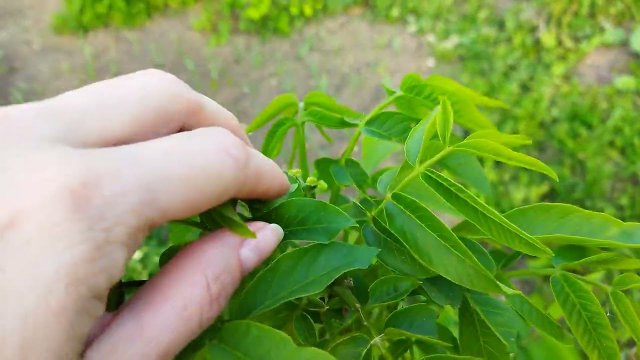 Скороплодный грецкий орех, первое цветение. Карликовый грецкий орех. Первое цветение грецкого ореха