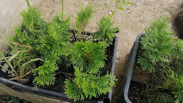 Результат посадки черенка Туи Смарагд ровно через год | Шикарный прирост Туи Смарагд за год