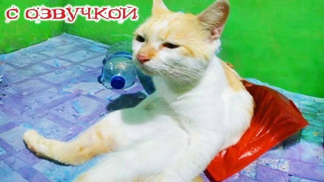 Приколы с котами! Смешные коты с ОЗВУЧКОЙ! СМЕШНЫЕ ЖИВОТНЫЕ 2022! Тест на психику – Доми шоу
