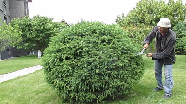 ЕЛЬ. Стрижка ели в форме шара. Как сделать шар из ели