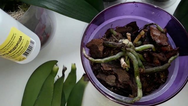Орхидеи.Как спасти орхидею без точки роста?Сгнила точка роста,корни живые.